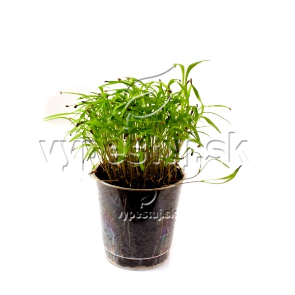 Mrkva semná na mikrozeleninu 20 g